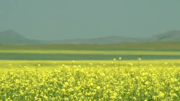 Florescimento Amarelo Canola Flower Field Plantation Pastagens Pradaria Meadowwold Pasto — Vídeo de Stock