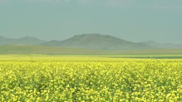 Yellow Blooming Canola Flower Field Plantation Grassland Prairie Meadowwold Pasture — Stock Video