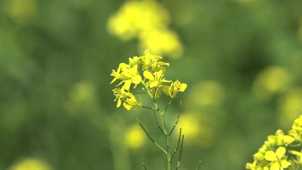 Żółty Kwitnące Canola Pole Kwiatowe Plantacja Użytki Zielone Preria Łąka — Wideo stockowe