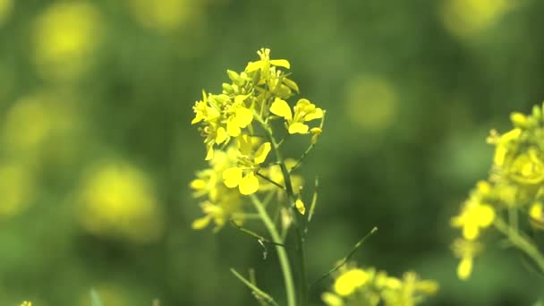 黄色の開花菜の花畑プランテーション草原草原草原牧草地草原草原草原草原台地低地平野耕作可能な農業農業栽培植物土壌栽培成長する耕作広大なコルザ菜種花自然4K — ストック動画