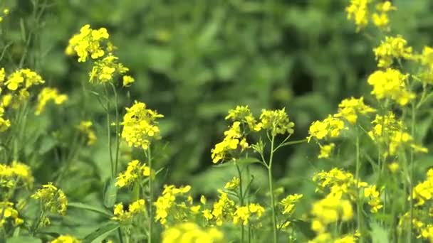 Yellow Blooming Canola Flower Field Plantation Grassland Prairie Meadowwold Pasture — Stock Video