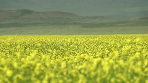 Yellow Blooming Canola Flower Field Plantation Grassland Prairie Meadowwold Pasture — Stock Video