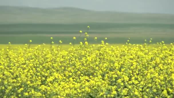 Yellow Blooming Canola Flower Field Plantation Grassland Prairie Meadowwold Pasture — Stock Video