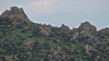 Kayalık dağ sırtında vahşi geyik sürüsü. Vahşi yaşam hayvan doğası doğal yaşam tepesi cervidae toynak toynakları geviş getiren memeli memeliler memeliler hakkında gevezelik eden memeli memeli hayvan havlayan geyik suratlı geyik geyik geyiği ren geyiği geyiği geyiği geyiği geyiği geyiği geyiği geyiği geyiği boynuzu boynuzu boynuzu belgeseli