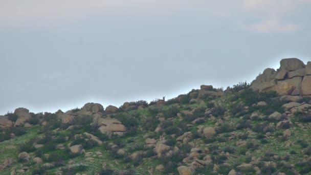 Manada Ciervos Silvestres Cordillera Rocosa Vida Silvestre Naturaleza Animal Hábitat — Vídeos de Stock