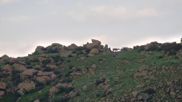 Herd Wild Deer Rocky Mountain Ridge Fauna Selvatica Natura Animale — Video Stock