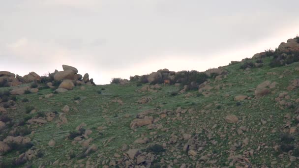 Kayalık Dağ Sırtında Vahşi Geyik Sürüsü Vahşi Yaşam Hayvan Doğası — Stok video