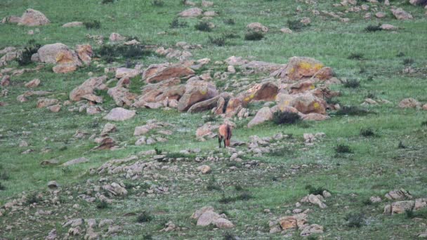 Przewalski Hästar Verklig Naturlig Livsmiljö Bergen Mongoliet Equus Ferus Takhi — Stockvideo