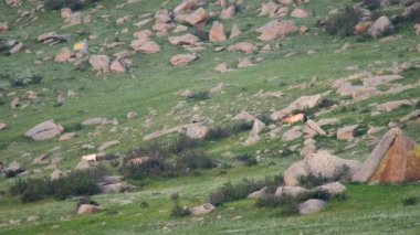 Equus Ferus takhi dzungarian Przewalski Moğol vahşi atı vahşi hayvan toynaklı mustang brumby yaban tarpan belgeseli hayvanları sinemalarda serbestçe dolaşıyor..