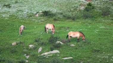 Equus Ferus takhi dzungarian Przewalski Moğol vahşi atı vahşi hayvan toynaklı mustang brumby yaban tarpan belgeseli hayvanları sinemalarda serbestçe dolaşıyor..