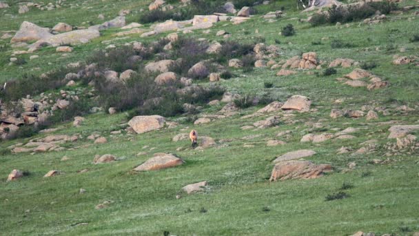 Przewalski Hästar Verklig Naturlig Livsmiljö Bergen Mongoliet Equus Ferus Takhi — Stockvideo