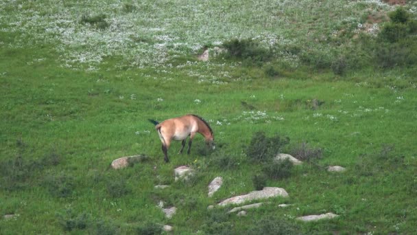 Przewalskis Pferde Einer Natürlichen Umgebung Den Bergen Der Mongolei Equus — Stockvideo