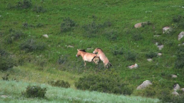 モンゴルの山の中の実際の自然生息環境でのPrzewalskiの馬 Equus Ferus Tahi Dzungarian Przewalskiモンゴルの野生馬野生動物の蹄は ドキュメンタリー映画の動物を撮影自由ローミング — ストック動画