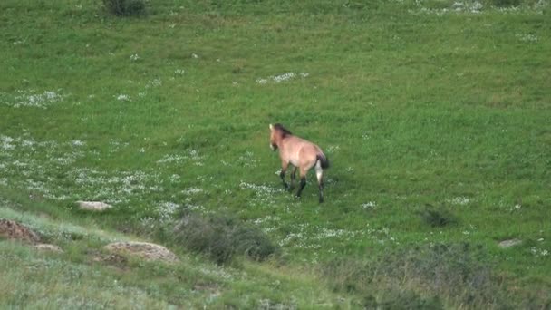 Cavalos Przewalski Ambiente Real Habitat Natural Nas Montanhas Mongólia Equus — Vídeo de Stock
