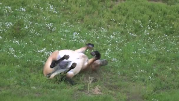 Przewalski Paarden Een Echt Natuurlijk Leefmilieu Bergen Van Mongolië Equus — Stockvideo