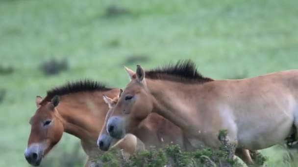 モンゴルの山の中の実際の自然生息環境でのPrzewalskiの馬 Equus Ferus Tahi Dzungarian Przewalskiモンゴルの野生馬野生動物の蹄は ドキュメンタリー映画の動物を撮影自由ローミング — ストック動画