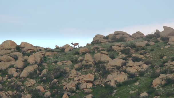 Herd Wild Deer Rocky Mountain Ridge Wildlife Animal Nature Natural — Vídeo de Stock