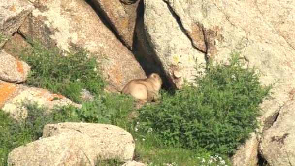Yeşil Otlarla Kaplı Bir Çayırda Gerçek Bir Marmot Siuridae Kemirgen — Stok video
