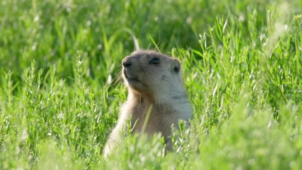 Echte Marmot Een Weiland Bedekt Met Groen Vers Gras Sciuridae — Stockvideo