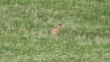 Yeşil otlarla kaplı bir çayırda gerçek bir marmot. Siuridae kemirgen hayvanı vahşi doğa cinsi marmota sincap çayırsıçanı, dağ sıçanı cynomys souslik köpekleri antilop alp alp tepesi Kaşmir Rusya Moğolistan yaylası 4K