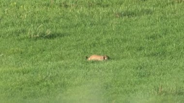 Yeşil otlarla kaplı bir çayırda gerçek bir marmot. Siuridae kemirgen hayvanı vahşi doğa cinsi marmota sincap çayırsıçanı, dağ sıçanı cynomys souslik köpekleri antilop alp alp tepesi Kaşmir Rusya Moğolistan yaylası 4K