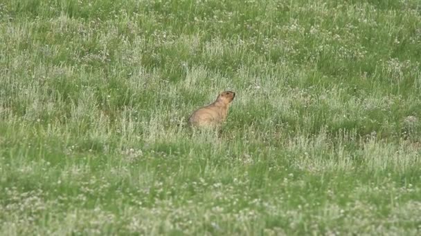 Echte Murmeltiere Auf Einer Wiese Mit Grünem Frischem Gras Bedeckt — Stockvideo