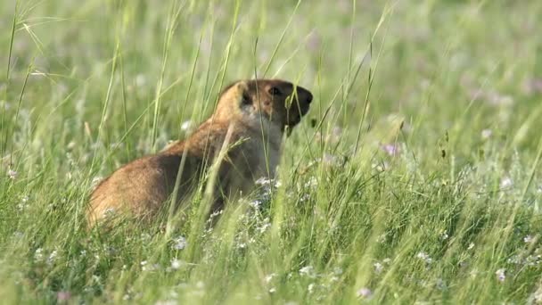 Marmota Real Prado Coberto Com Grama Fresca Verde Sciuridae Roedor — Vídeo de Stock