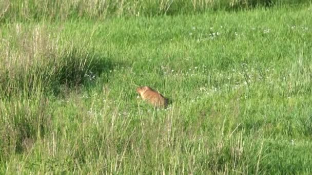 緑の新鮮な草で覆われた牧草地で本物のマーモット 野生動物の野生動物の種マルモタ チプムンク草原犬のグラウンドホッグSuslik Cynomys Souslik犬のマーモットカモシカの高山の丘カシミールロシアモンゴルアルタイ牧草地4K — ストック動画