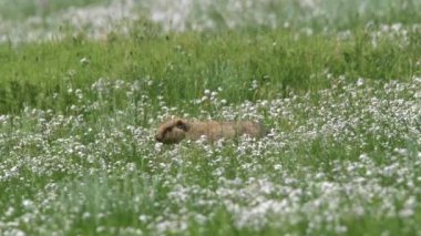 Yeşil otlarla kaplı bir çayırda gerçek bir marmot. Siuridae kemirgen hayvanı vahşi doğa cinsi marmota sincap çayırsıçanı, dağ sıçanı cynomys souslik köpekleri antilop alp alp tepesi Kaşmir Rusya Moğolistan yaylası 4K