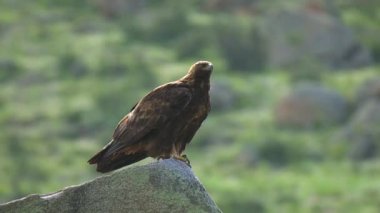 Doğal habitatta vahşi kartal. Raptor uçurtması akbaba, akbaba, sincap, vahşi hayvan, vahşi doğa, leş yiyen, atmaca, şahin, şahin, şahin, tek başına, açık havada tünemiş, baş gagası 4K.