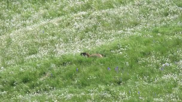 Real Marmot Meadow Covered Green Fresh Grass Sciuridae Гризуни Дика — стокове відео
