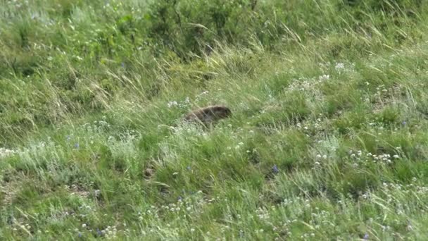 Yeşil Otlarla Kaplı Bir Çayırda Gerçek Bir Marmot Siuridae Kemirgen — Stok video