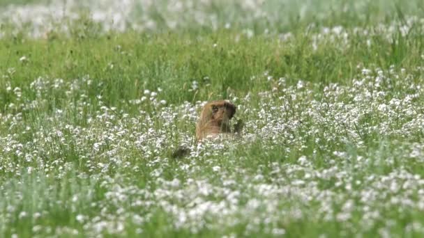 Skutečný Svišť Louce Pokryté Zelenou Čerstvou Travou Sciuridae Hlodavec Zvíře — Stock video