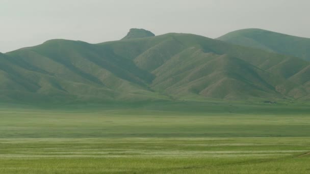 Plain Tree Eless Wide Valley Grassland Prérie Loukawold Pasture Steppe — Stock video