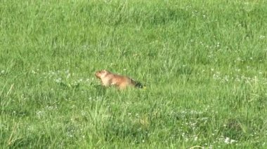 Yeşil otlarla kaplı bir çayırda gerçek bir marmot. Siuridae kemirgen hayvanı vahşi doğa cinsi marmota sincap çayırsıçanı, dağ sıçanı cynomys souslik köpekleri antilop alp alp tepesi Kaşmir Rusya Moğolistan yaylası 4K