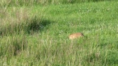 Yeşil otlarla kaplı bir çayırda gerçek bir marmot. Siuridae kemirgen hayvanı vahşi doğa cinsi marmota sincap çayırsıçanı, dağ sıçanı cynomys souslik köpekleri antilop alp alp tepesi Kaşmir Rusya Moğolistan yaylası 4K