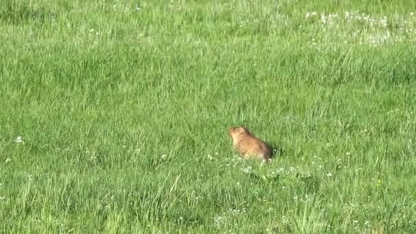 Real Marmot Meadow Covered Green Fresh Grass Sciuridae Rodent Animal — Stock Video
