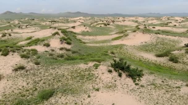 Pouštní Rostliny Písku Polopouštní Duně Moltsog Els Khustai Národní Park — Stock video