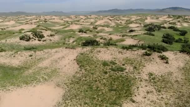 Ökenväxter Sand Semi Öken Sanddyner Moltsog Els Khustai National Park — Stockvideo