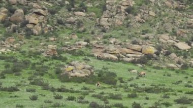 Equus Ferus takhi dzungarian Przewalski Moğol vahşi atı vahşi hayvan toynaklı mustang brumby yaban tarpan belgeseli hayvanları sinemalarda serbestçe dolaşıyor..