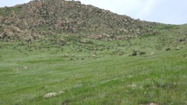 Equus Ferus takhi dzungarian Przewalski Moğol vahşi atı vahşi hayvan toynaklı mustang brumby yaban tarpan belgeseli hayvanları sinemalarda serbestçe dolaşıyor..