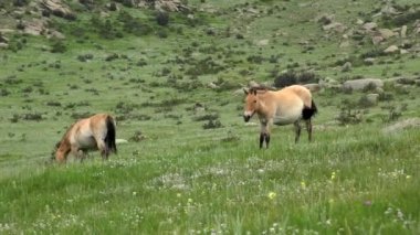 Equus Ferus takhi dzungarian Przewalski Moğol vahşi atı vahşi hayvan toynaklı mustang brumby yaban tarpan belgeseli hayvanları sinemalarda serbestçe dolaşıyor..