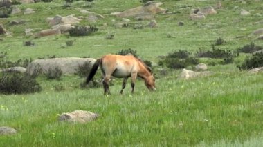 Equus Ferus takhi dzungarian Przewalski Moğol vahşi atı vahşi hayvan toynaklı mustang brumby yaban tarpan belgeseli hayvanları sinemalarda serbestçe dolaşıyor..