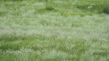 Yeşil otlarla kaplı bir çayırda turuncu kürk sincabı. Marmota sincap sincap cinsi marmota sincap sincap sincap kuyruklu dağ sıçanı susuzluk cynomys souslik köpekleri vahşi hayvan vahşi yaşam doğal yaşam doğal habitat tepesi..