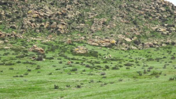 Przewalski Hästar Verklig Naturlig Livsmiljö Bergen Mongoliet Equus Ferus Takhi — Stockvideo