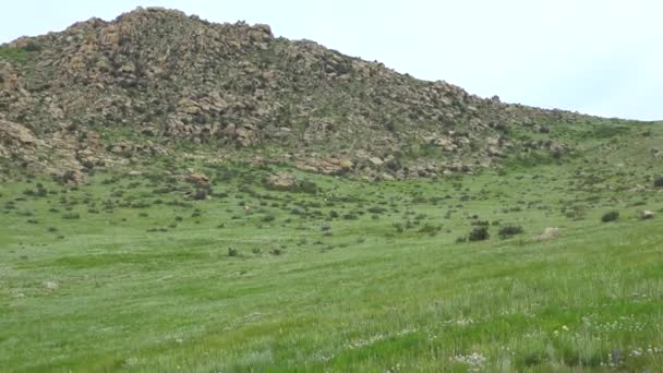 Przewalskis Pferde Einer Natürlichen Umgebung Den Bergen Der Mongolei Equus — Stockvideo