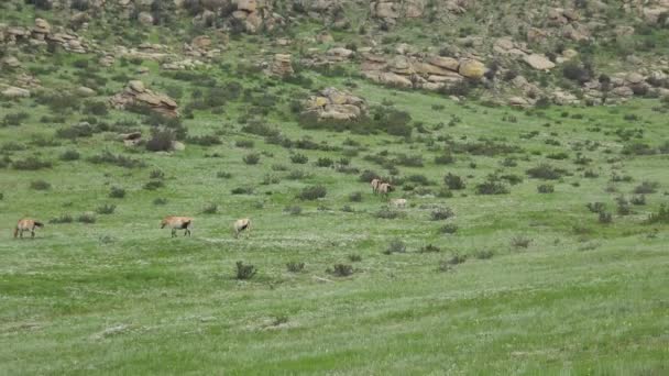 Caballos Przewalski Hábitat Natural Real Las Montañas Mongolia Equus Ferus — Vídeos de Stock