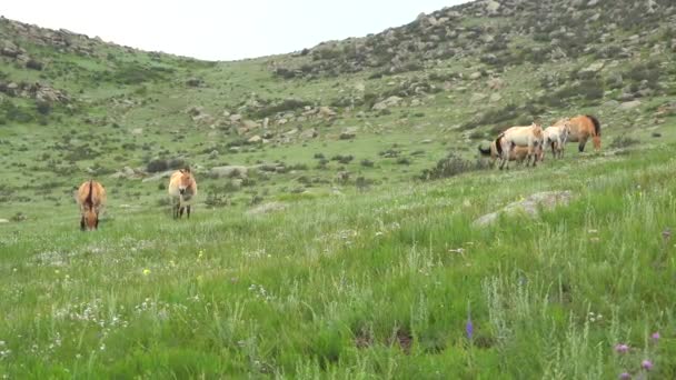 Chevaux Przewalski Dans Environnement Naturel Réel Habitat Dans Les Montagnes — Video