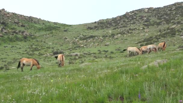 Przewalski Hästar Verklig Naturlig Livsmiljö Bergen Mongoliet Equus Ferus Takhi — Stockvideo