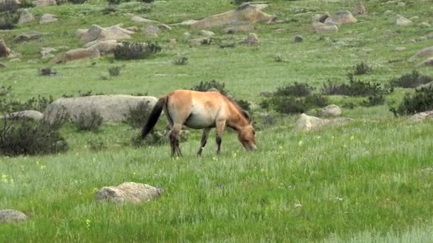 Przewalski Hästar Verklig Naturlig Livsmiljö Bergen Mongoliet Equus Ferus Takhi — Stockvideo